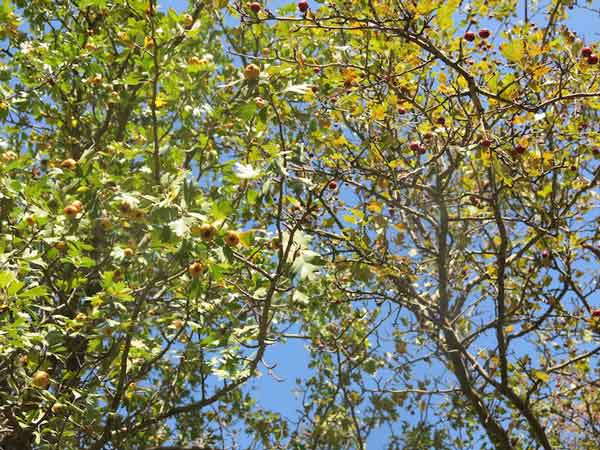 Two species of hawthorns growing next to each other