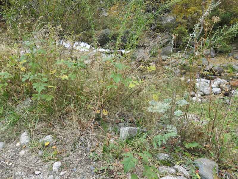 Plants growing next to river - tarragon, black raspberry, oregano...