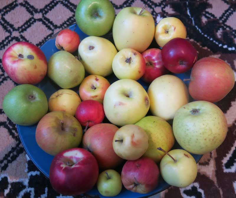 Kazakhstan apples