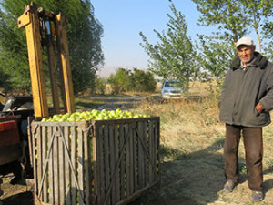 Crate of 'Perfect' variety apples