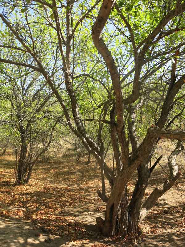 Kok Bulak apple grove