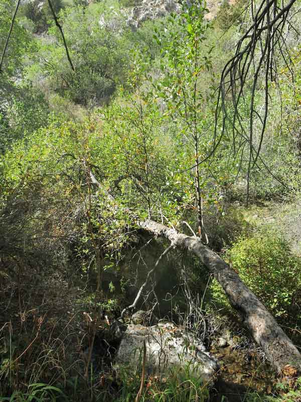 Apple tree fallen over the creek re-sprouting (the way River Red Gums do at home)