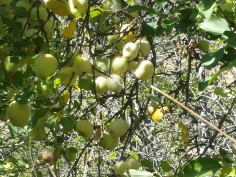 Wild apple tree - the Golden Delicious's great grandmother?