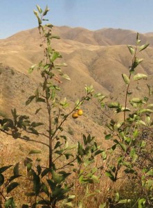 Finally some more apple fruit to try!