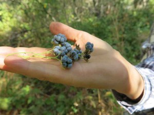 Black raspberries (Rubus caesius)