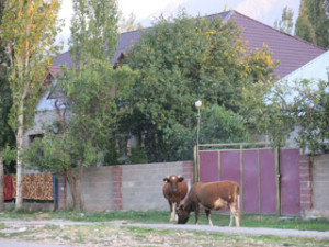 Cows wait patiently for their gate to be opened 