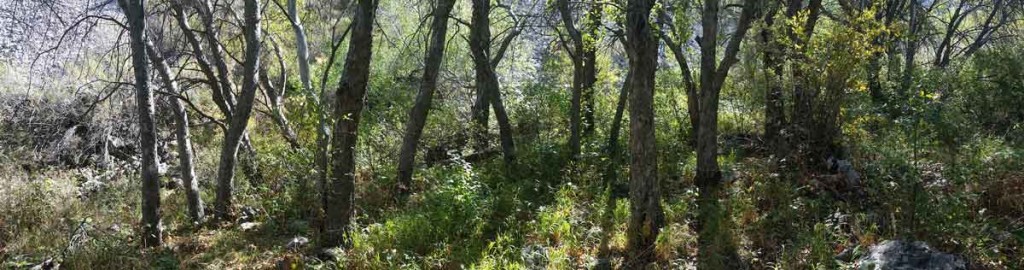 Taldybulak wild apple grove