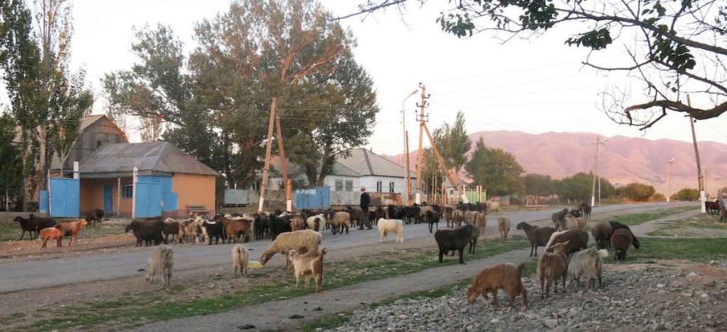 Goats and sheep returning home for the evening