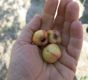 Large, yummy, yellow hawthorn berries