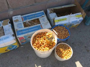 Same hawthorn fruit for sale at market in Sayram