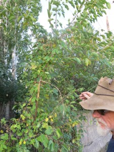 Mark checks out a hops vine growing through an apple tree next to the road in the village