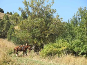 Horses tethered to apple trees whilst we have lunch