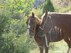 Horses tethered to apple trees during a break