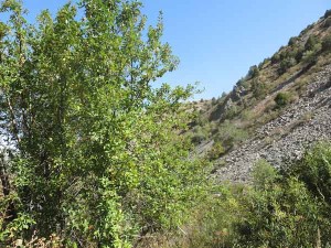 The apple trees occurred mostly in the relatively moist pockets - in contrast to the dry, rocky slopes surrounding them