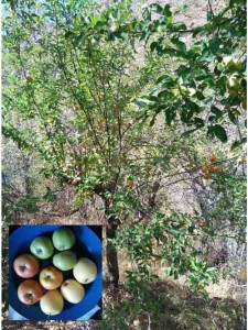 Apple trees with fruit samples