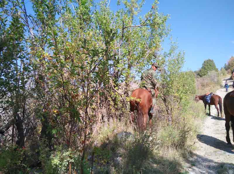 Picking track-side apples from horseback 