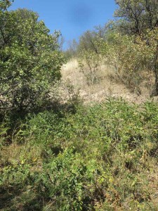 Pistachio with a liquorice understorey