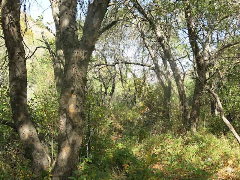 Taldybulak wild apple grove - note the black raspberry understorey