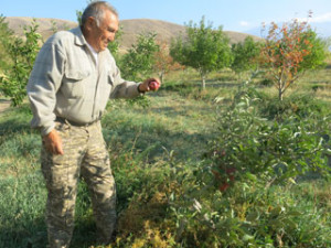 Alshin shows us the best bearing tree of the year