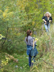 Collecting roadside apples