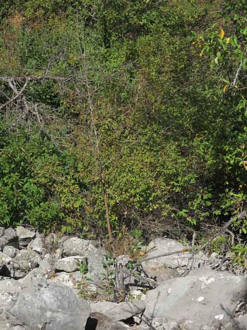 Apple sapling emerging through rocks in creek bed