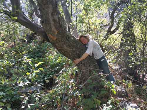 Beck hugs an apple tree- note the width of the girth! 