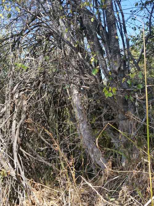 The ultimate un-pruned apple tree!